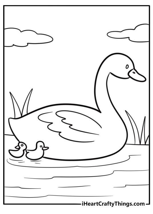 Swan leading a group of baby swans coloring page for kids