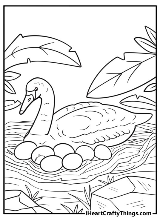 Swan sitting on a nest of eggs fun coloring sheet
