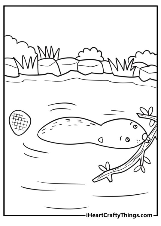 Beaver carrying a branch through the water free coloring page