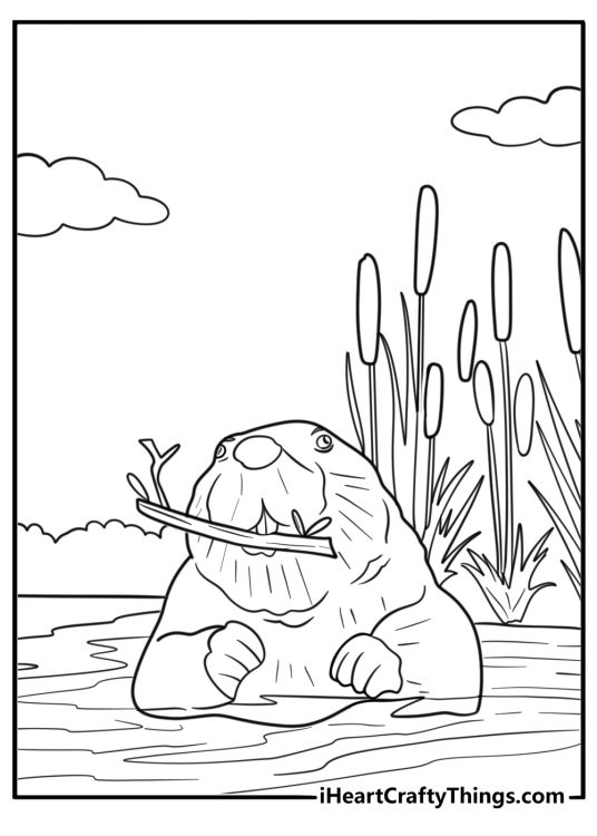 Beaver swimming with a branch in its mouth coloring page