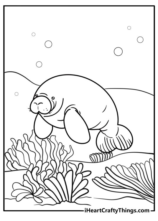 Manatee floating near the surface coloring page
