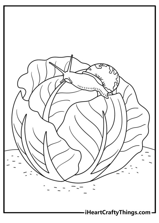 Snail coloring page for kids with a snail climbing a cabbage leaf