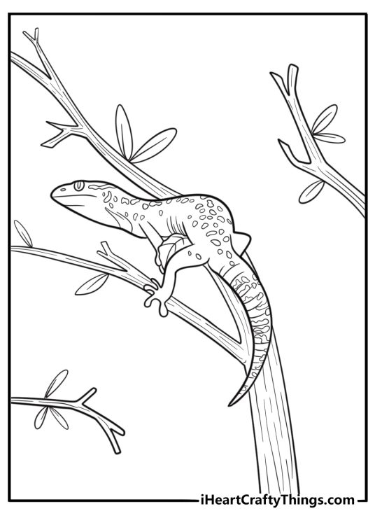 Arboreal gecko gripping thin branches free coloring page pdf