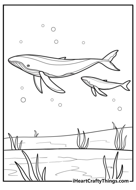 Baby whale next to large whale coloring page