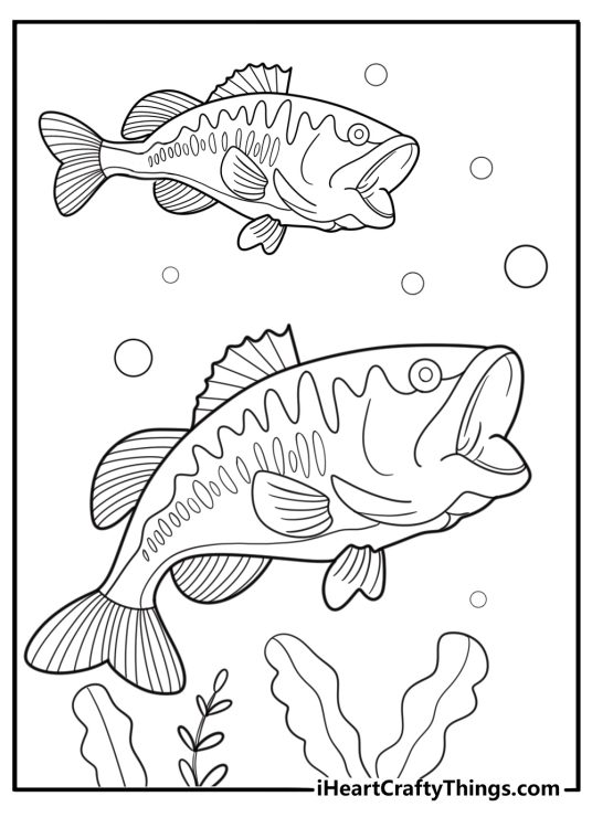 Bass coloring pages