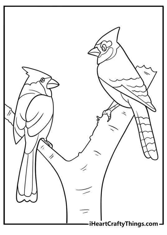 Blue jay and cardinal together cartoon coloring page