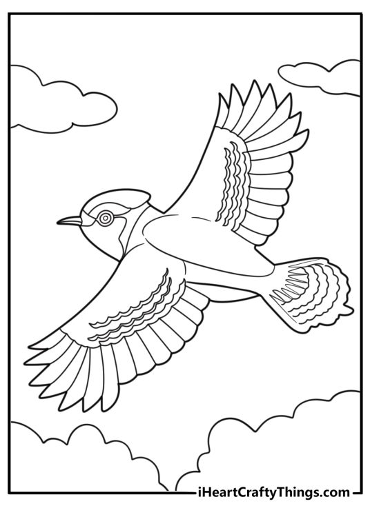 Blue jay coloring pages