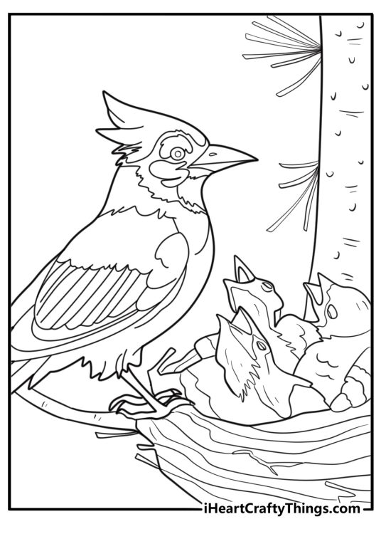 Blue jay feeding chicks in nest nature themed coloring page