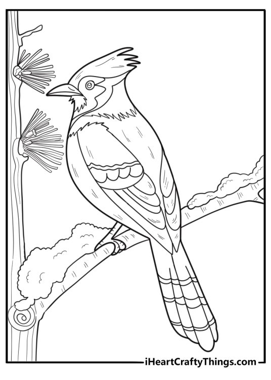 Blue jay in the snow on a pine branch winter coloring page