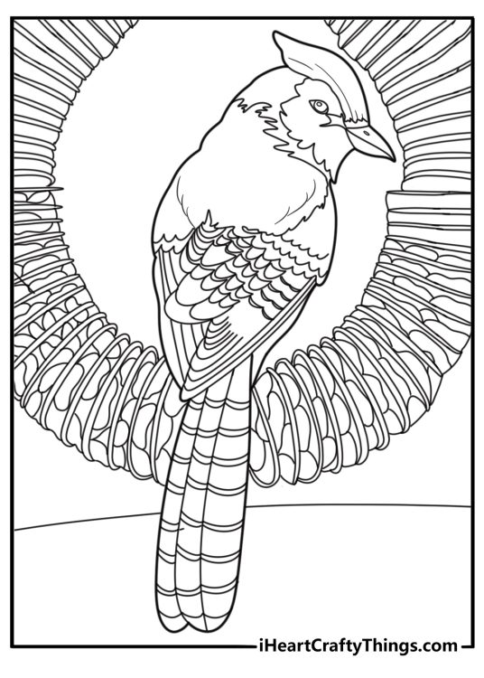 Blue jay landing on a feeder easy coloring sheet for kids