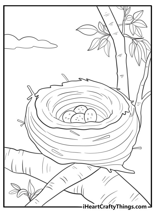 Blue jay nest with eggs in a tree coloring page for kids