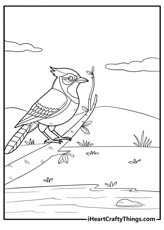 Blue jay resting near a pond peaceful coloring page