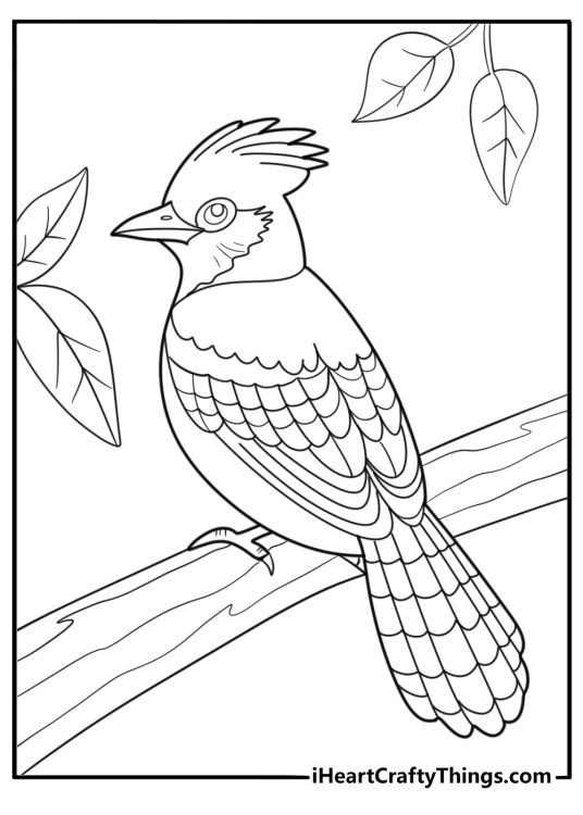 Blue jay with tail fanned out detailed coloring sheet