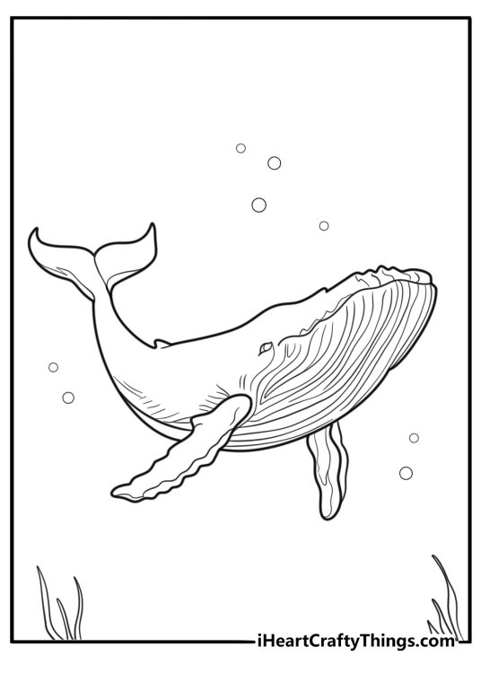 Blue whale swimming in the ocean coloring page