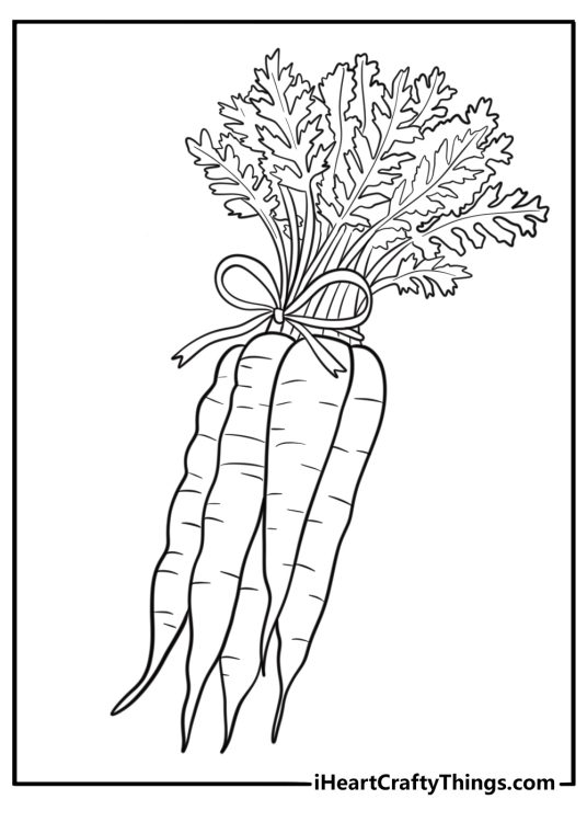Bundle of carrots tied together free harvest coloring page