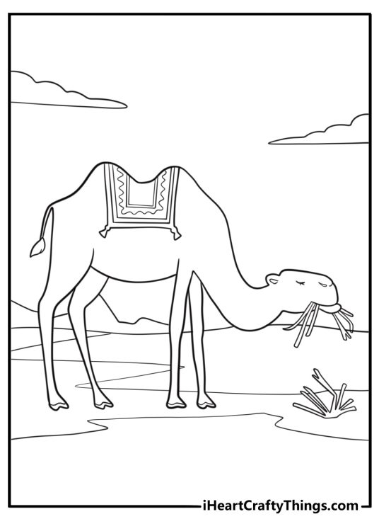Camel chewing dry grass desert life coloring page