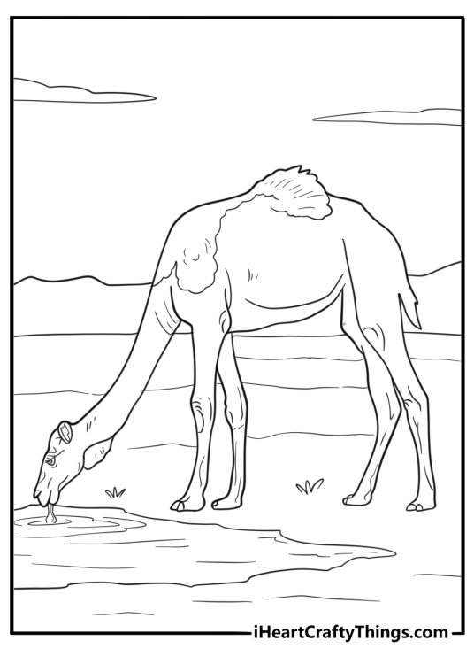 Camel drinking water from an oasis simple coloring page