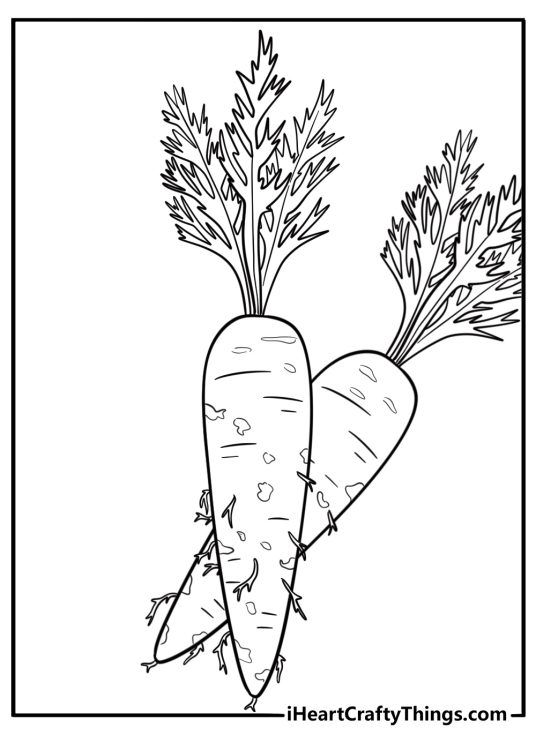 Carrot with dirt still on it detailed farm coloring sheet