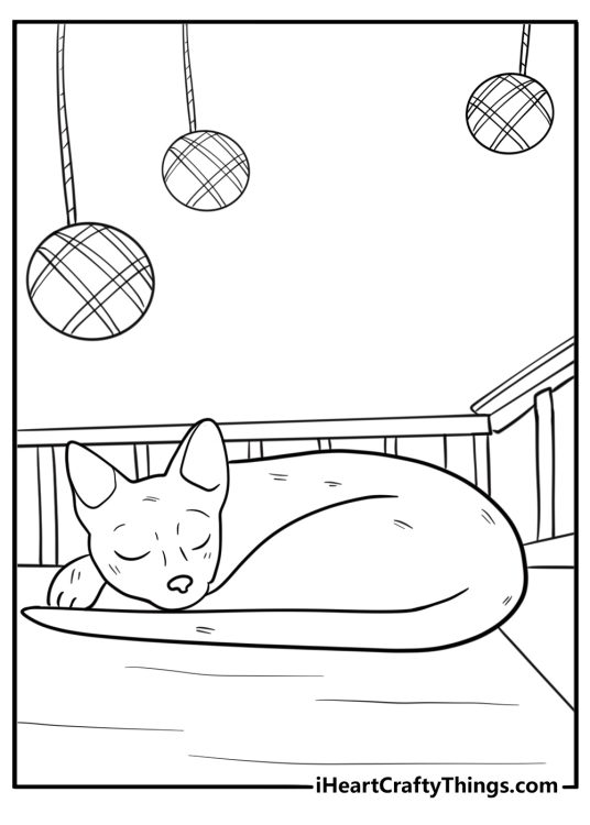 Cat resting after journey through the world of flow