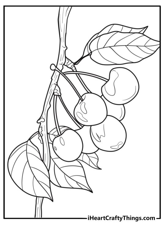Cherries growing on a tree branch coloring page