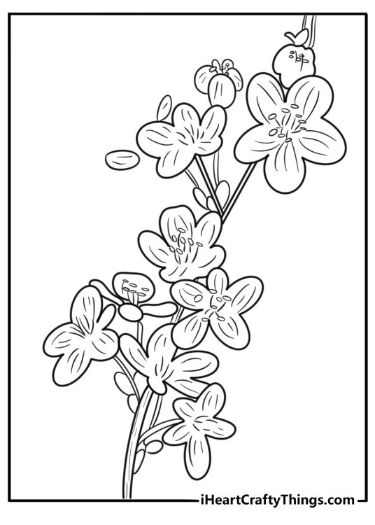 Cherry blossom flowers free coloring page pdf