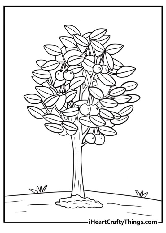 Cherry tree with fruit detailed coloring sheet