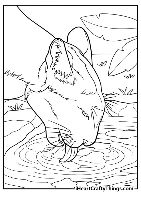 Cougar drinking water from a stream coloring page