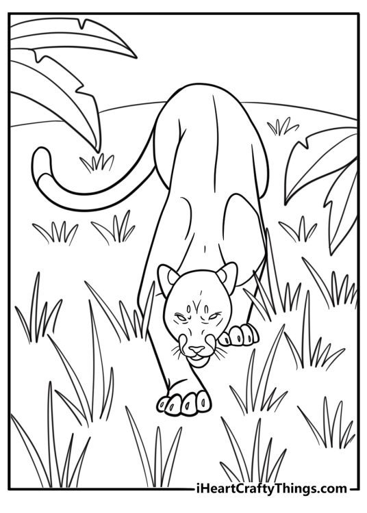 Cougar stalking prey in tall grass coloring page