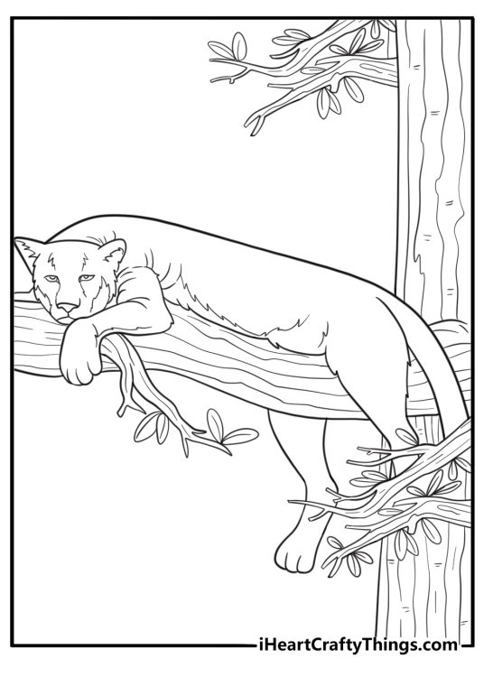 Cougar watching from a tree branch coloring page