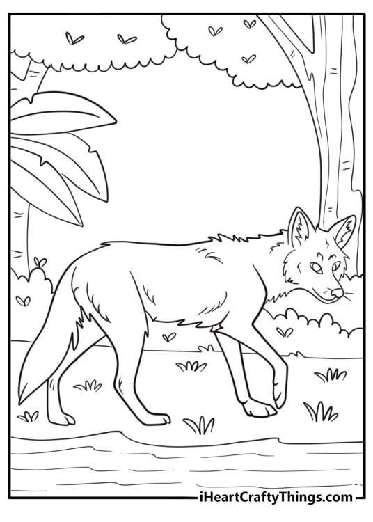 Coyote beside a small stream in nature printable coloring sheet