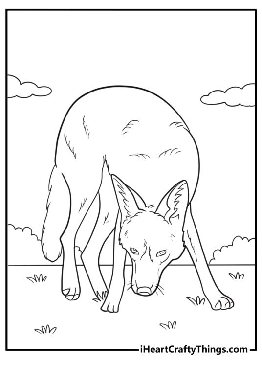 Coyote sniffing the ground easy printable coloring sheet