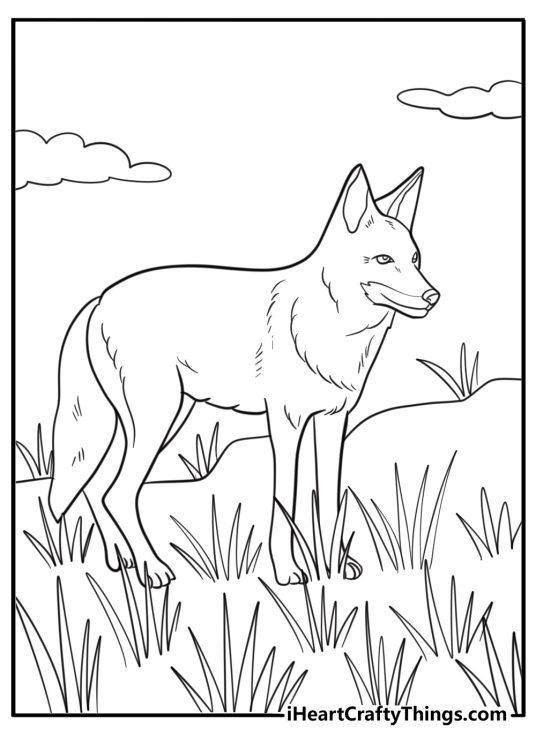 Coyote standing still in tall grass coloring page