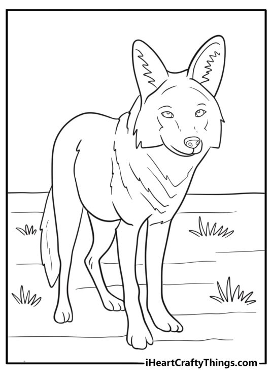 Coyote with pointed ears alert in the wild coloring sheet