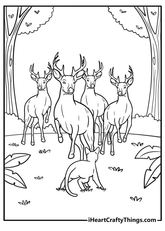 Deer stampede crossing the path of the flow animals
