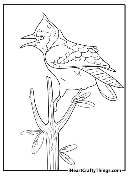 Detailed blue jay calling out from a treetop coloring sheet