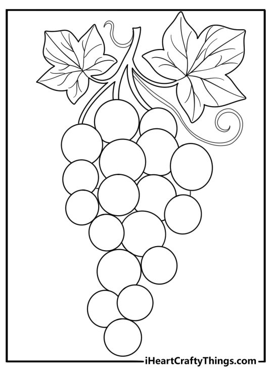 detailed grapes cluster with curling vine coloring sheet for adults