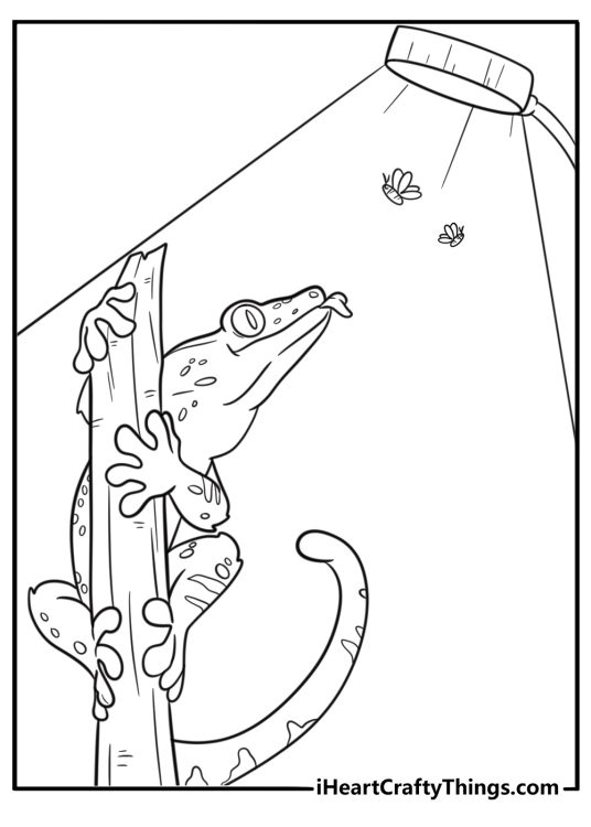 Gecko hunting insects near a light source coloring page for kids