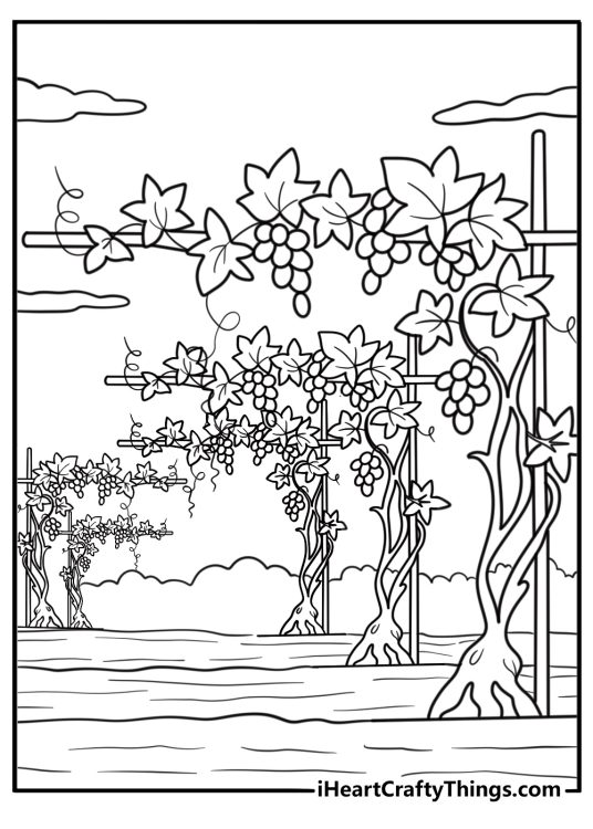 Grapes coloring page showing a vineyard with grape rows