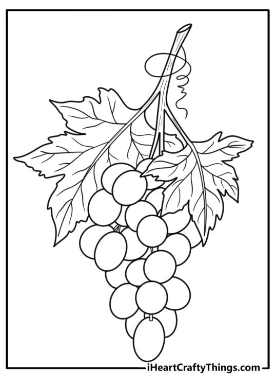 Grapes coloring page showing grape clusters at harvest time