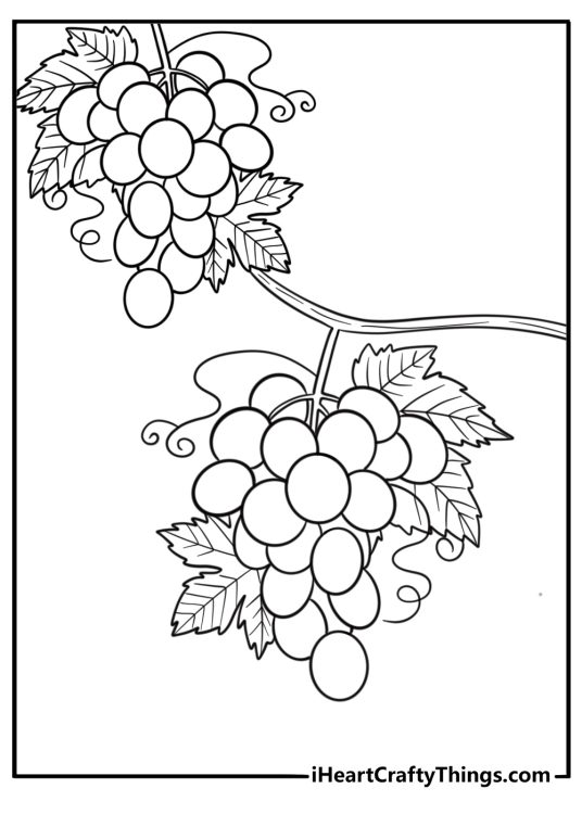 Grapes coloring page with a bunch of grapes on a vine