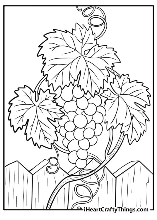 Grapes coloring page with grapes climbing a wooden fence