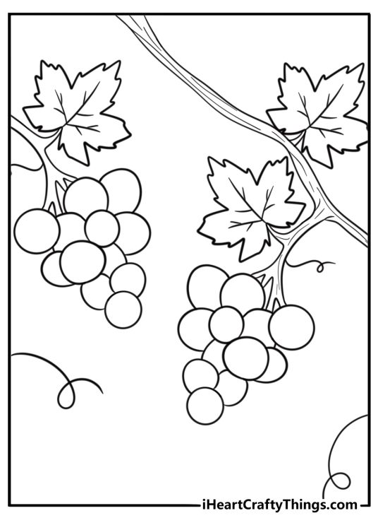 Grapes coloring page with grapes growing on a trellis