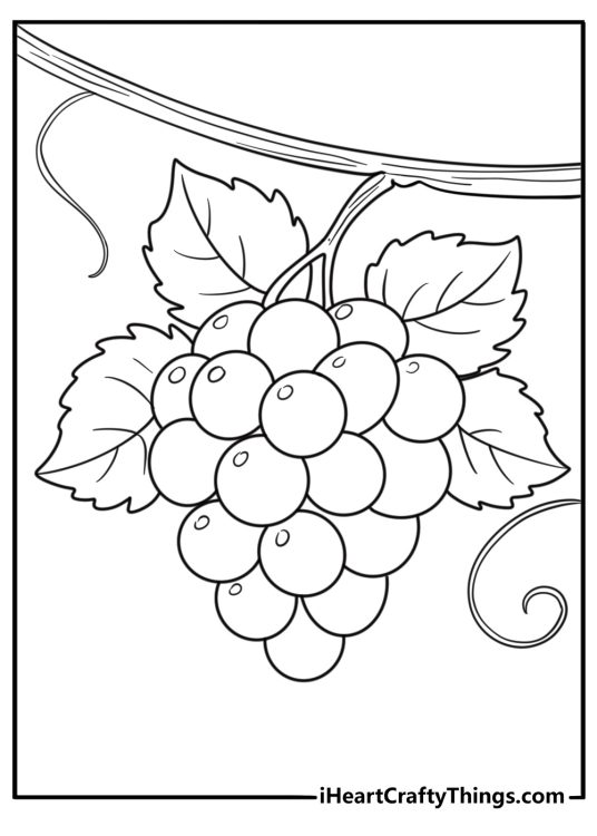 Grapes coloring page with purple grapes hanging from a vine