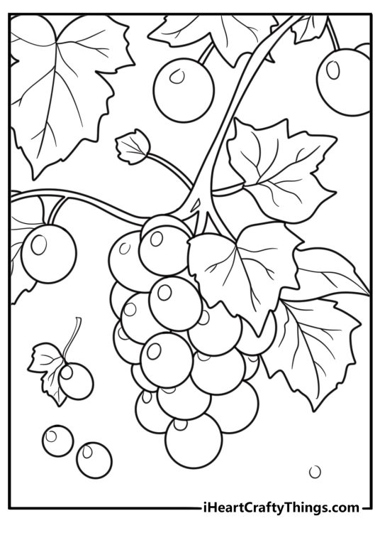 Grapes coloring page with sun shining on a grapevine