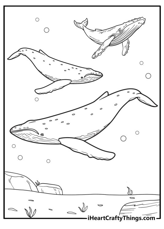 Group of whales swimming together coloring page