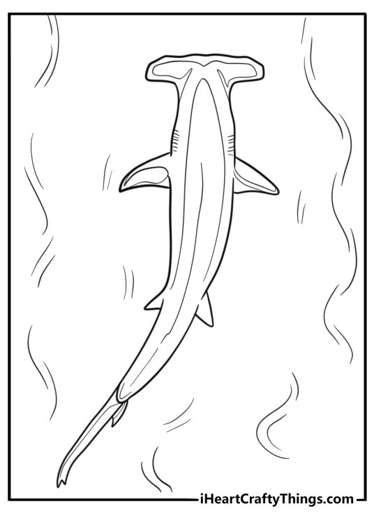 Hammerhead shark viewed from above coloring sheet