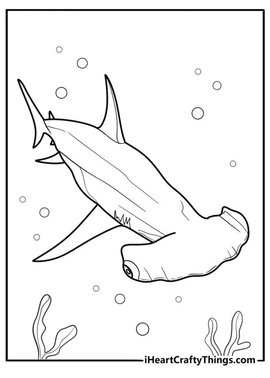 Hammerhead shark with wide head shape coloring sheet