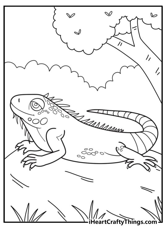 Iguana coloring pages