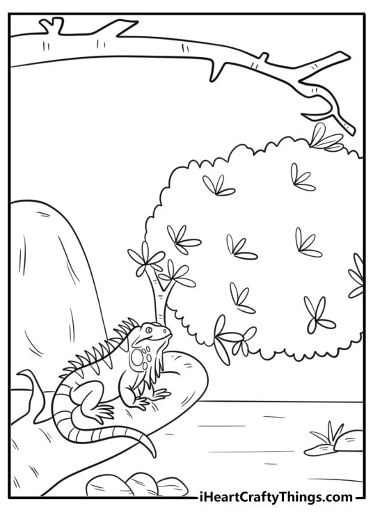 Iguana in a zoo habitat with plants and rocks free coloring page