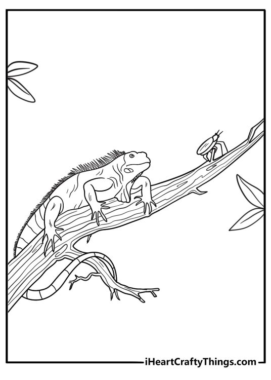 Iguana watching insects on a branch detailed coloring sheet
